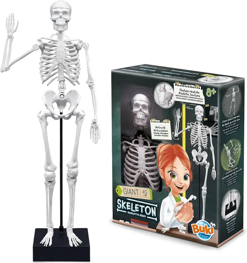 Buki France Anatomically Accurate Skeleton Model – 45 Cm Teaching Aid 1