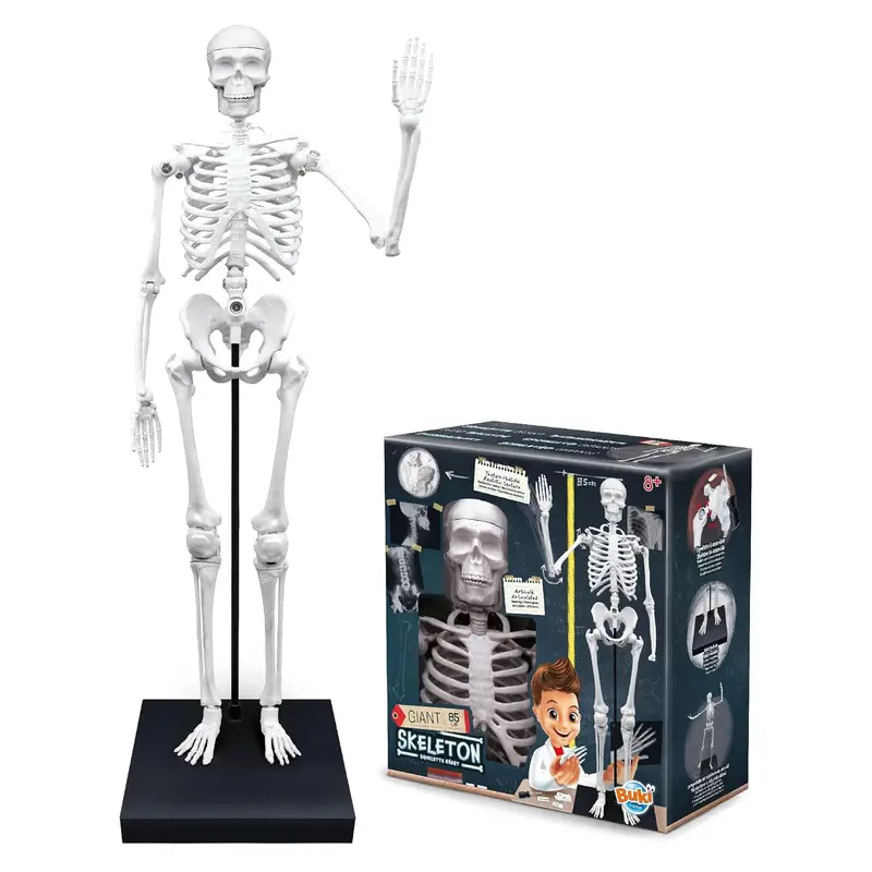 Buki France Educational Anatomy Skeleton – 80 Cm Life-Size Human Model For Learning 1
